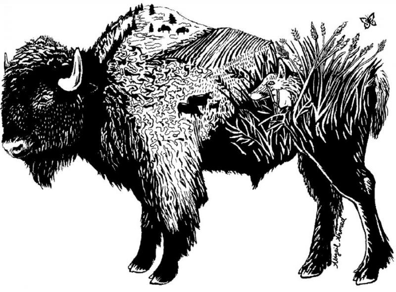bison illustration