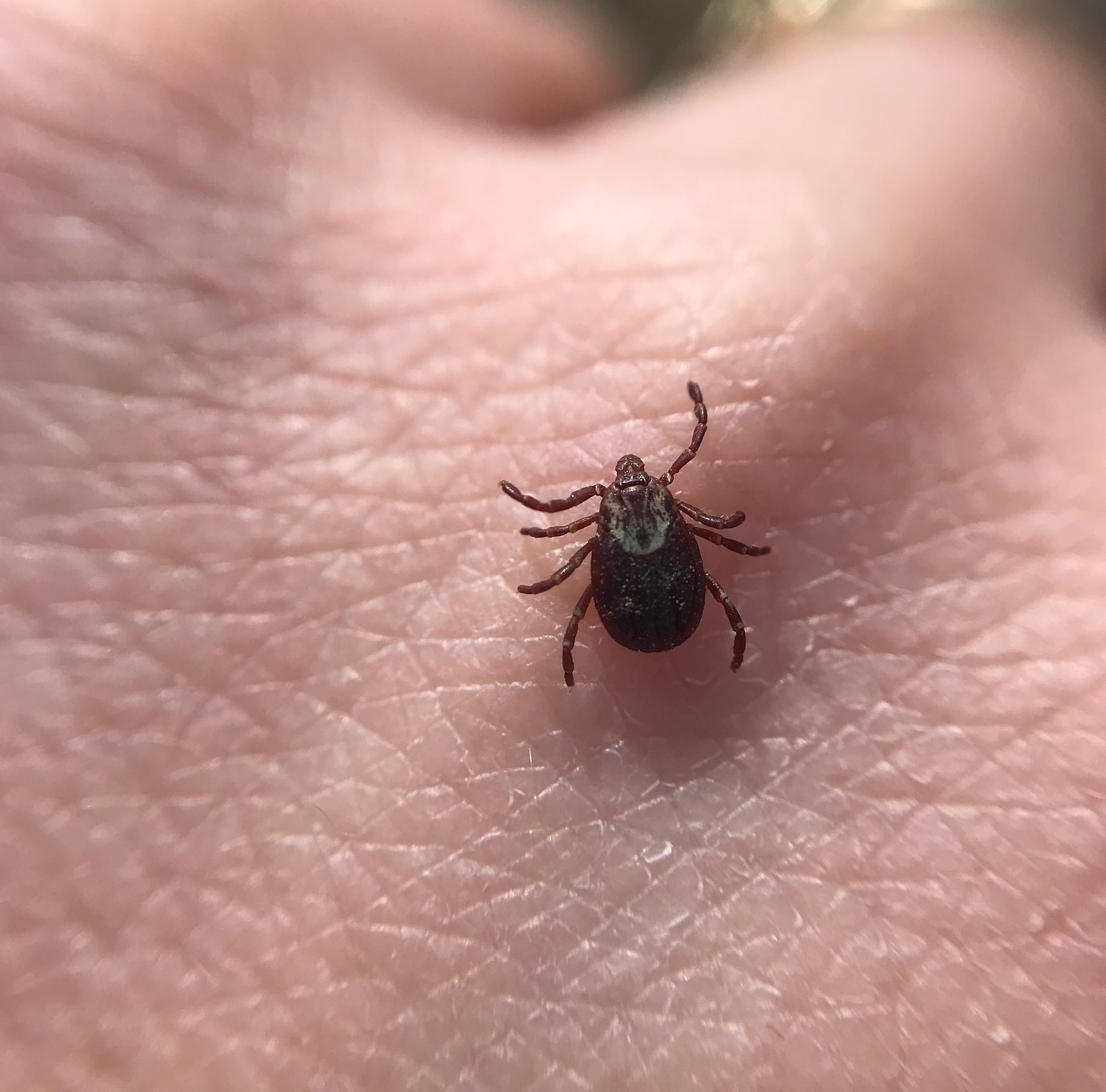 photo of a tick crawling on someone's hand