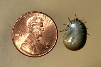 American Dog Tick, engorged (magnified)