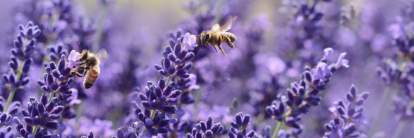 honey bees in flowers