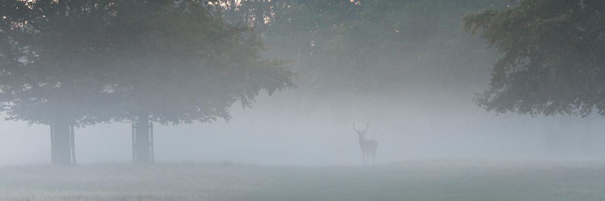 deer in fog and mist