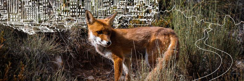 fox in an illustrated landscape of connections