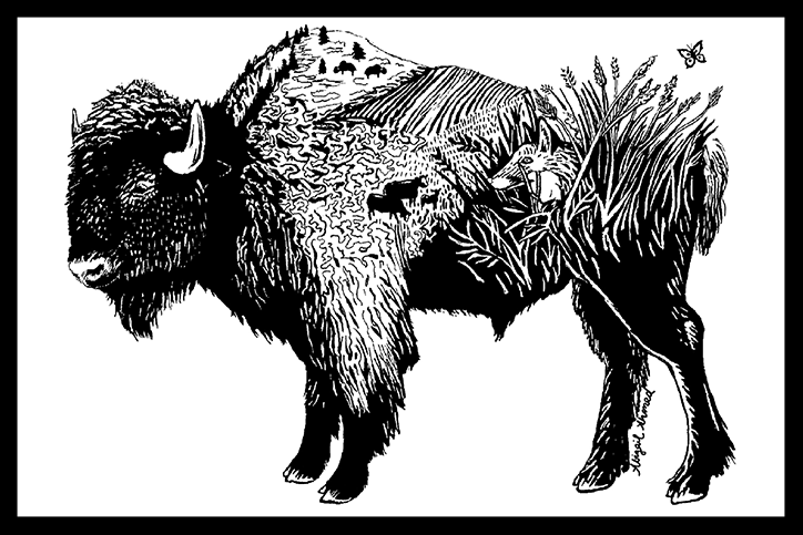 bison-illustration