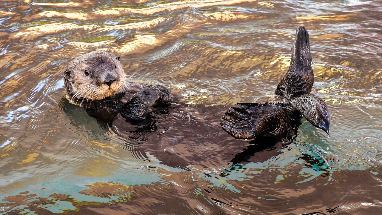 photo of a California Sea Otter
