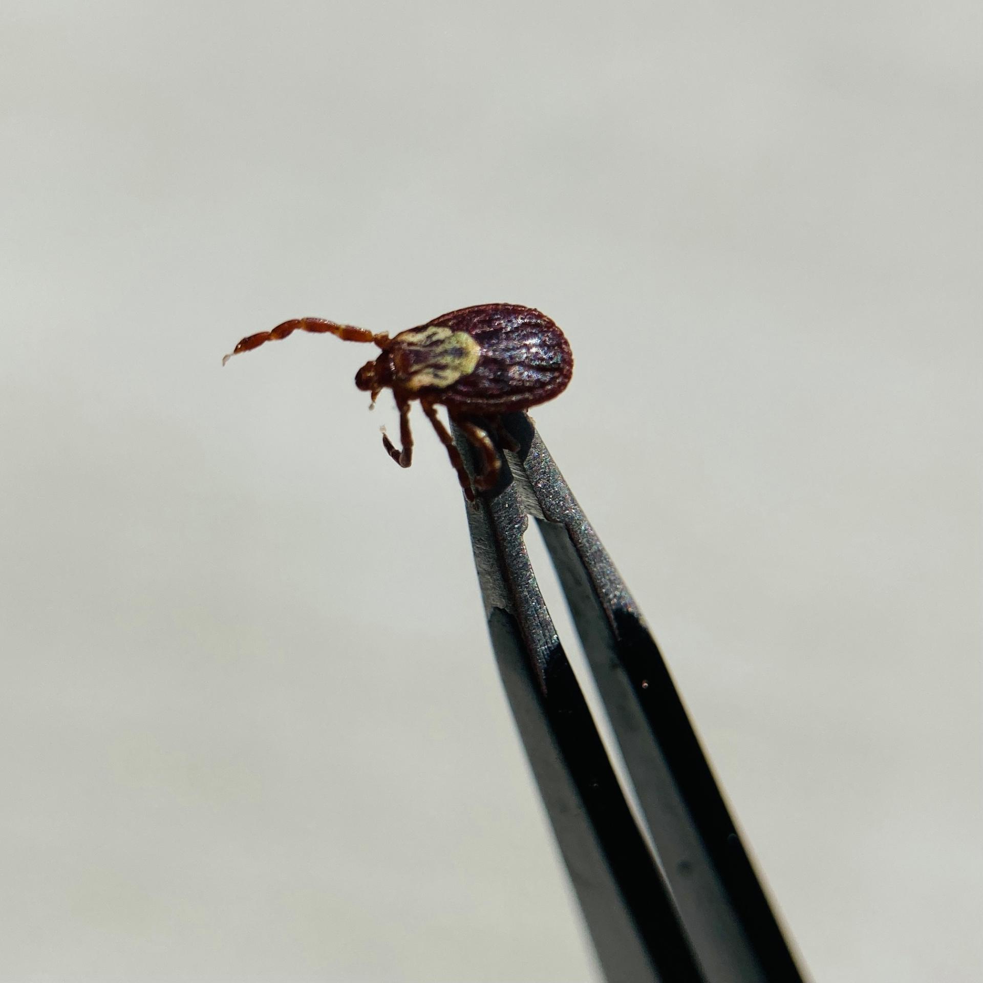 photo of tick being held by tweezers