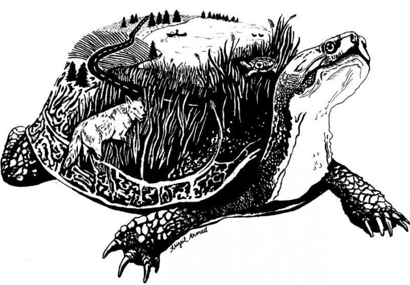 blandings turtle illustration