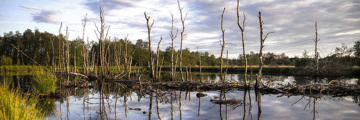 wetlands photo