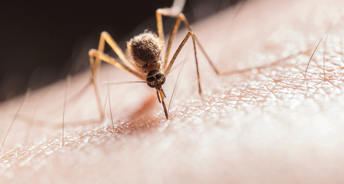 mosquito biting human