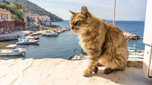 A wild, stray cat sits on a stone ledge in the Kamini fishing village on the enchanting Greek Island of Hydra.