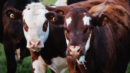 cattle
