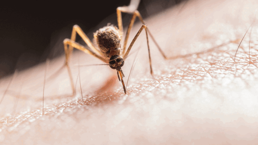 mosquito biting human