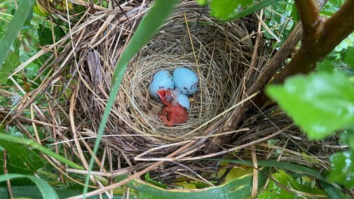 Our team is monitoring pesticide levels in the eggs of red-winged blackbirds