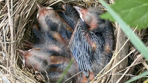 Our team is monitoring pesticide levels in the eggs of red-winged blackbirds