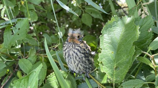 Our team is monitoring pesticide levels in the eggs of red-winged blackbirds