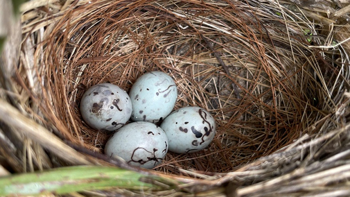 Our team is monitoring pesticide levels in the eggs of red-winged blackbirds