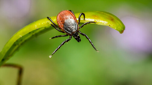 Tick