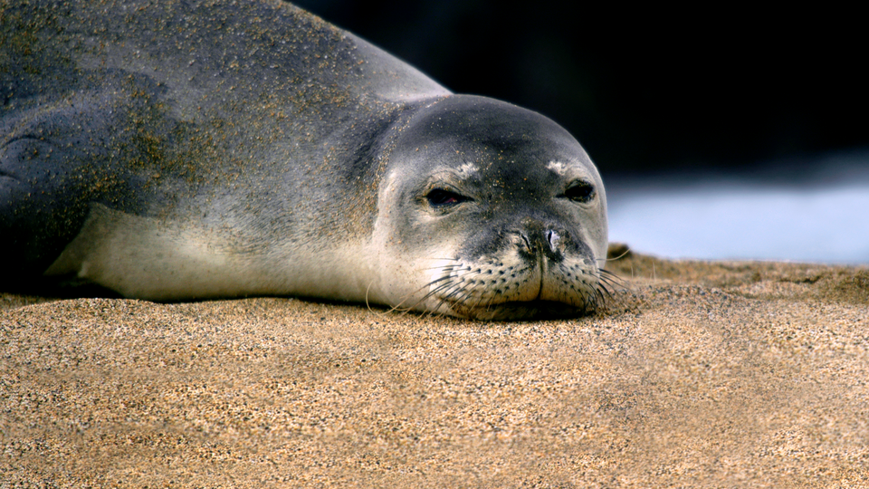 Monk seal on beach