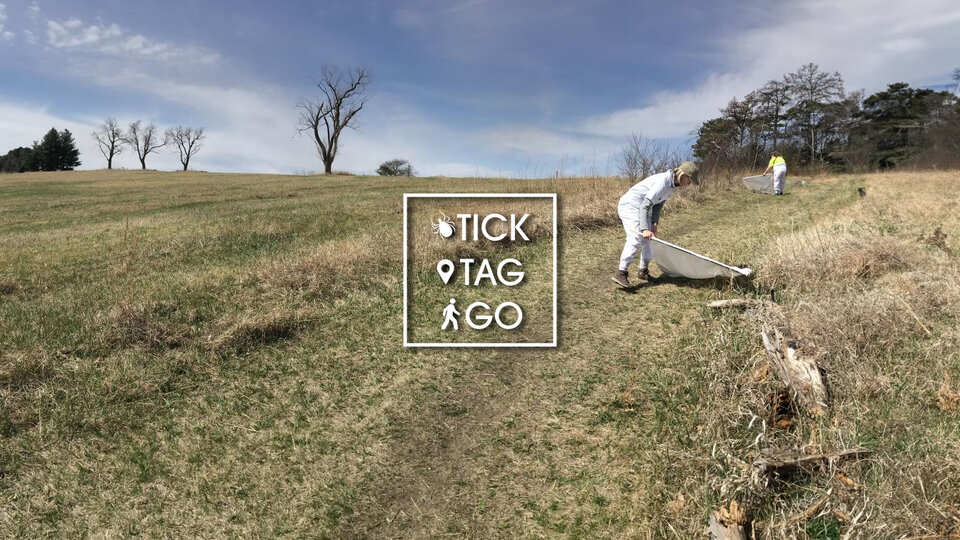 students performing tick drags to collect ticks