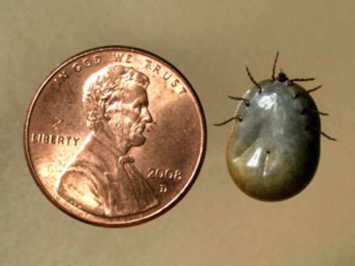 engorged american dog tick compared to to the size of a penny