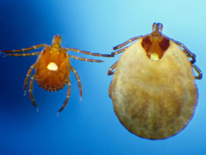 lone star tick- normal versus engorged