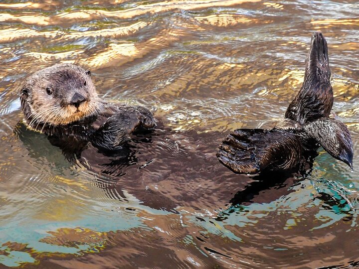 Sea Otter