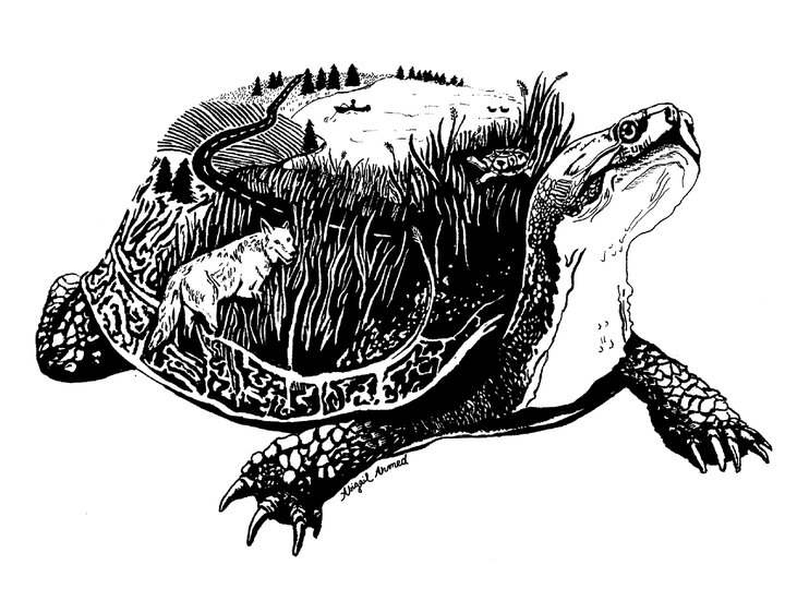 blanding's turtle illustration by Abbey Snyder