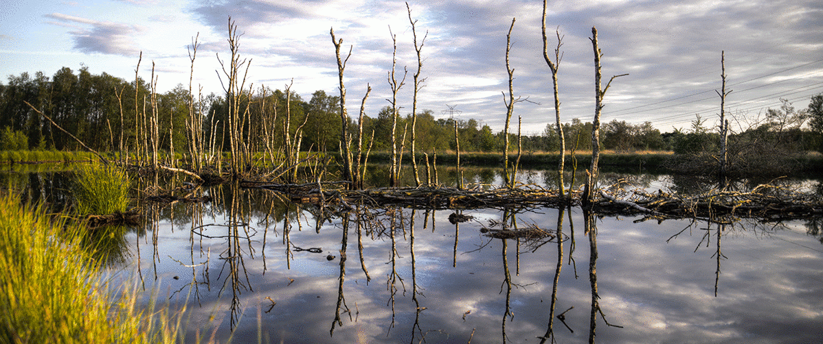 wetlands 